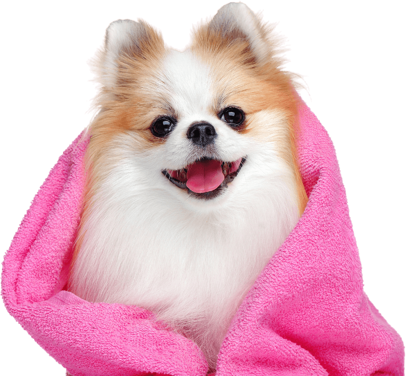DOG IN TOWEL