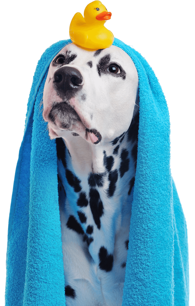 dog with towel